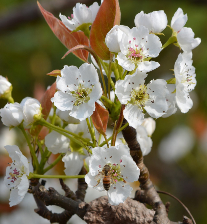 Kirschblüte Kirschblüte