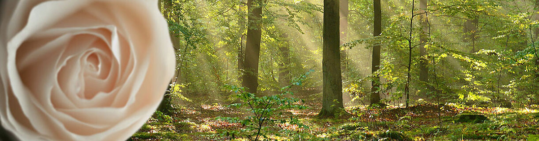 (© iStock-512729064 (Rose) und iStock-186139694 (Wald)) Schmuckbild Startseite